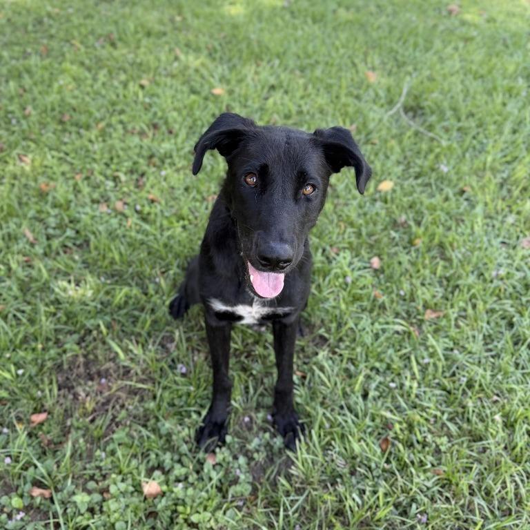Enlarge Sleep Over, a Adoptable mixed breed in Carencro, LA image 1/6
