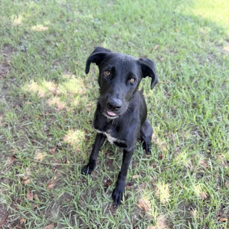Enlarge Sleep Over, a Adoptable mixed breed in Carencro, LA image 2/6