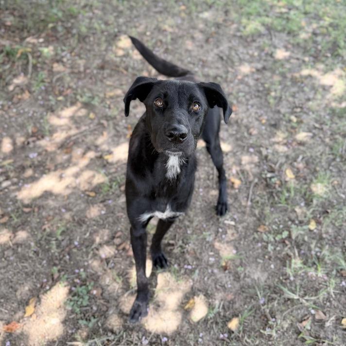 Enlarge Sleep Over, a Adoptable mixed breed in Carencro, LA image 3/6