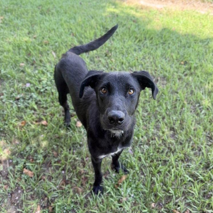Enlarge Sleep Over, a Adoptable mixed breed in Carencro, LA image 4/6
