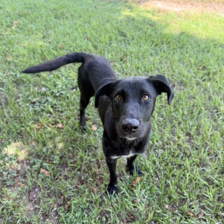 Enlarge Sleep Over, a Adoptable mixed breed in Carencro, LA image 5/6