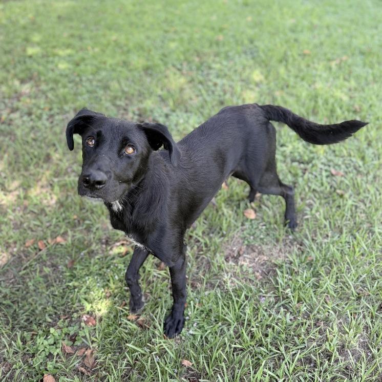 Enlarge Sleep Over, a Adoptable mixed breed in Carencro, LA image 6/6