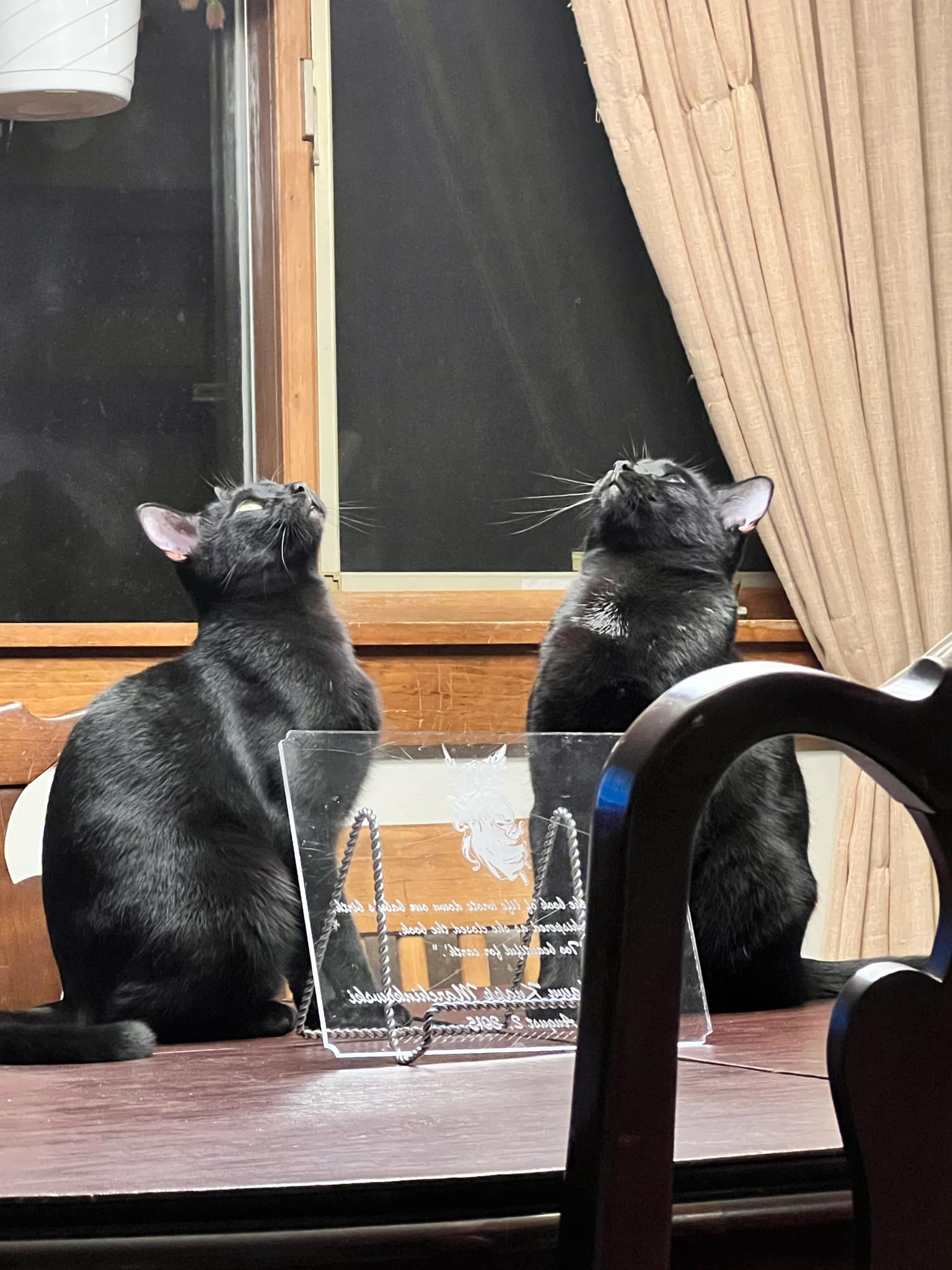 Cat for adoption Esperanza and Mariposa, Bonded Sisters, an American