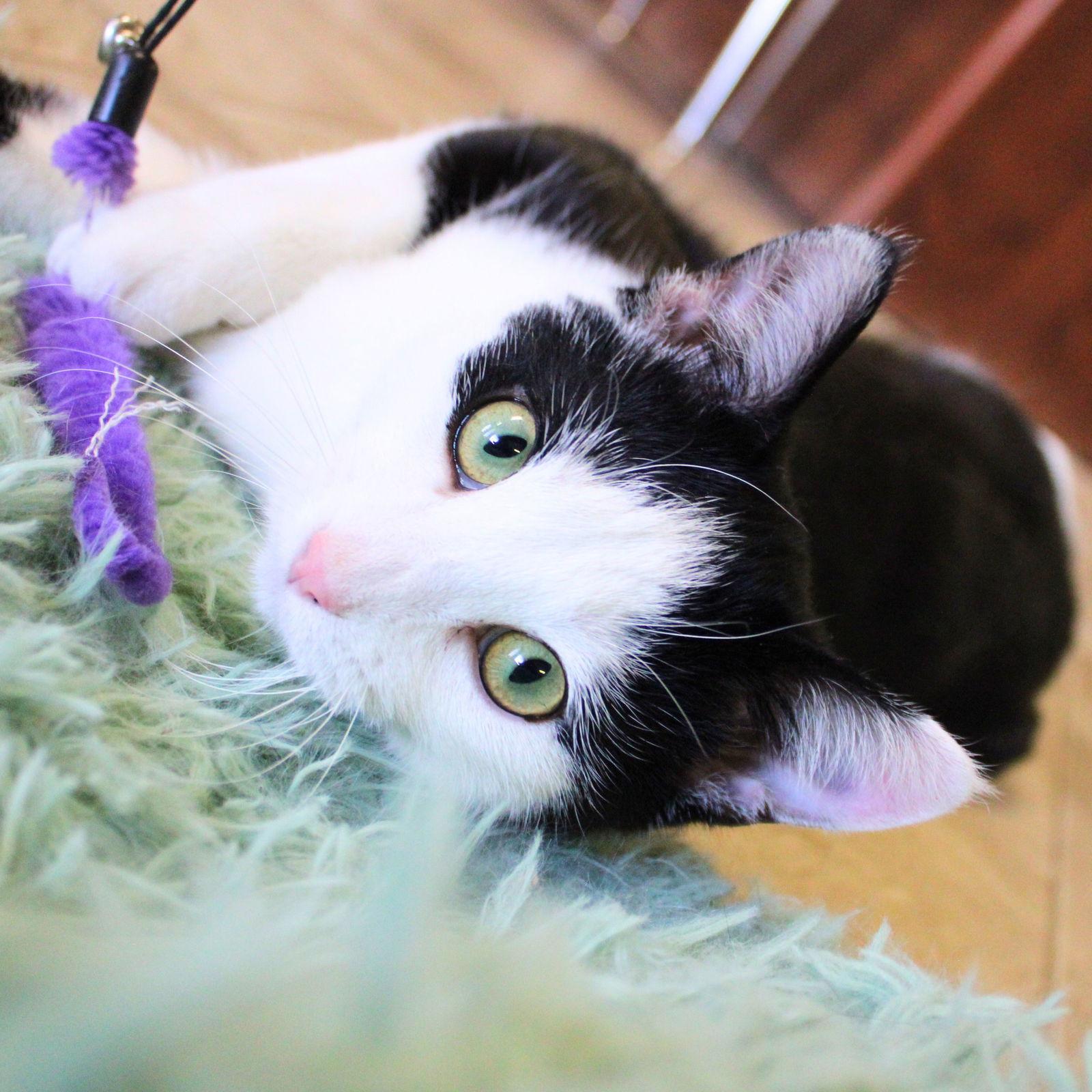 Ron - AC Kitty!, Adoptable, Young Male Domestic Short Hair.