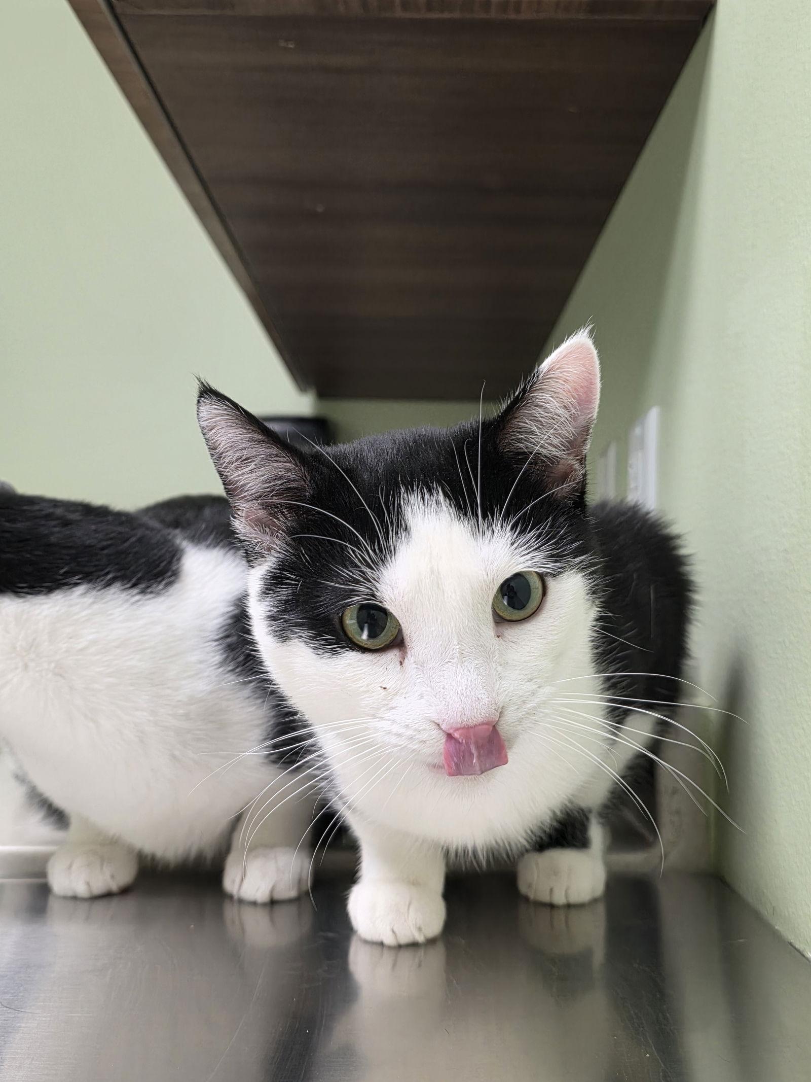 Ron - AC Kitty!, Adoptable, Young Male Domestic Short Hair.