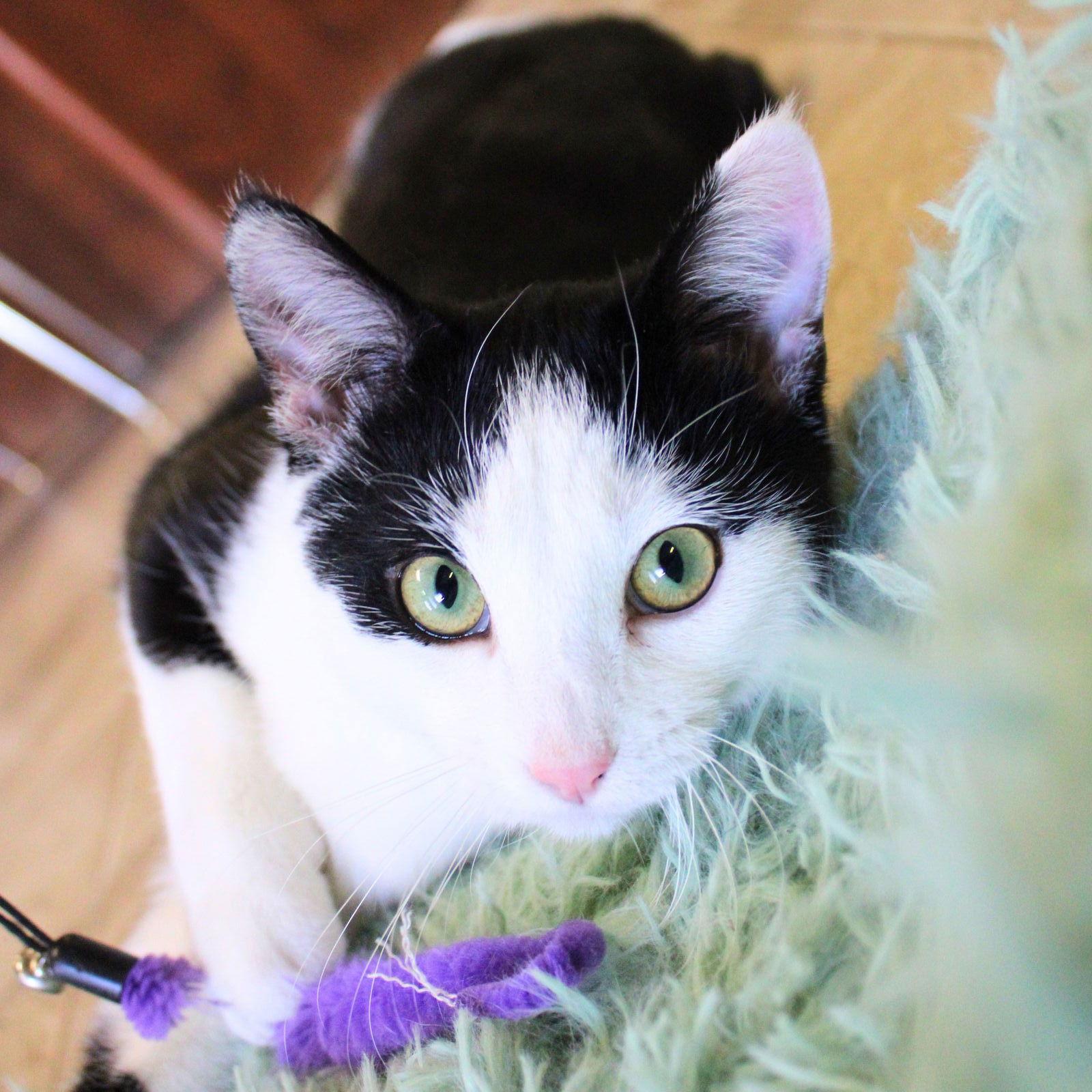 Ron - AC Kitty!, a Adoptable Domestic Short Hair in Laramie, WY image 2/3