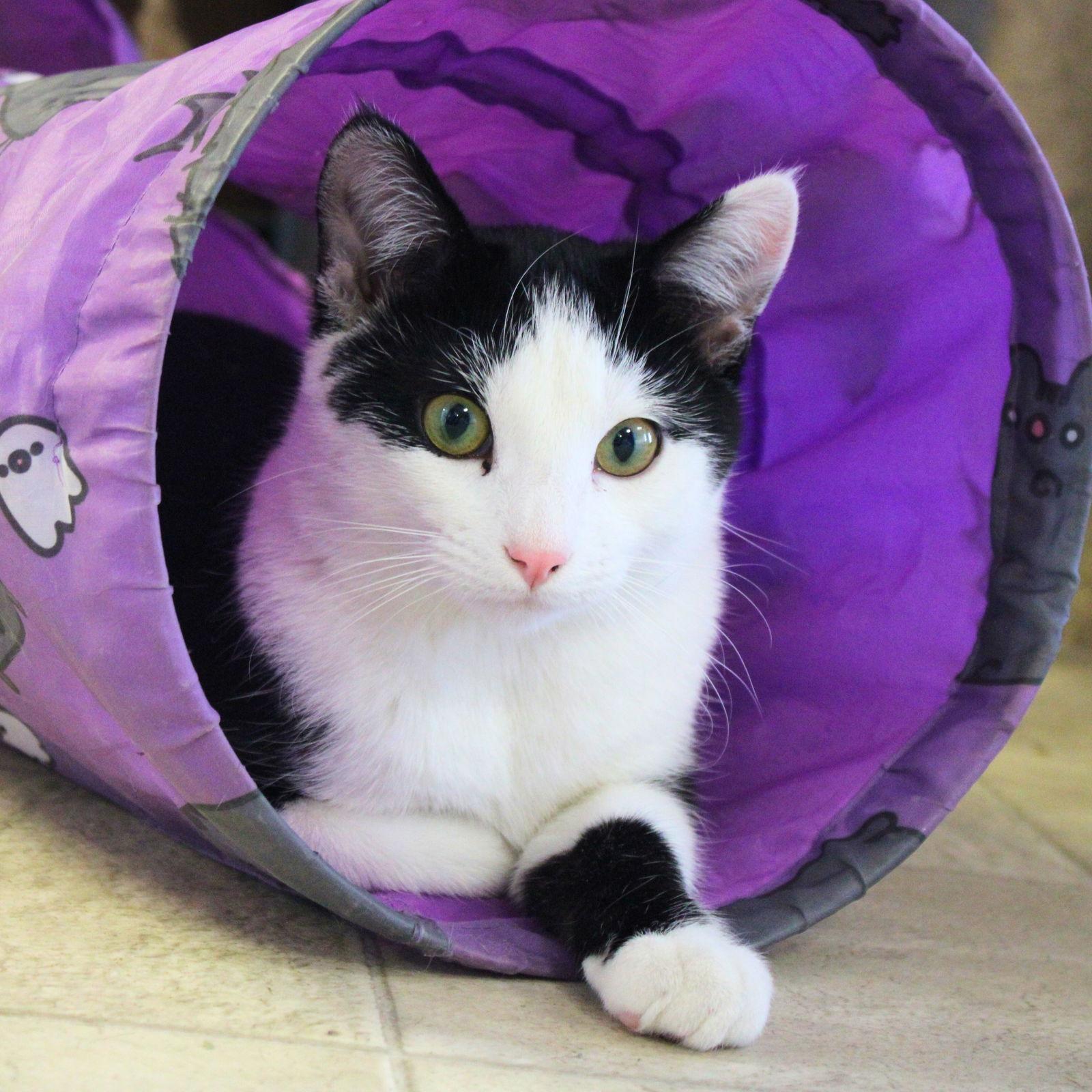 Ron - AC Kitty!, a Adoptable Domestic Short Hair in Laramie, WY image 3/3