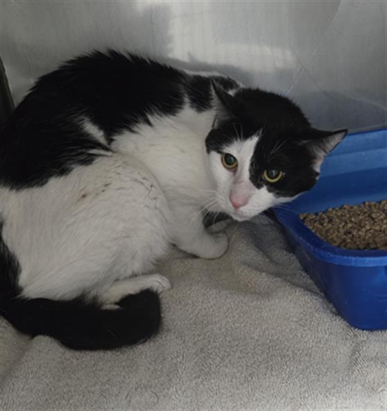 BANKMAN, Adoptable, Young Male Domestic Short Hair.