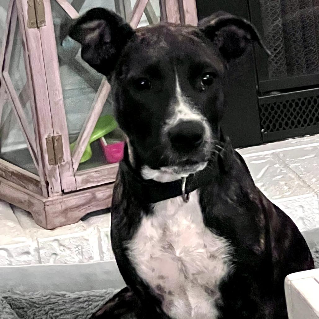 Enlarge Carmen, a Adoptable Mixed Breed in Duncan, OK image 1/5