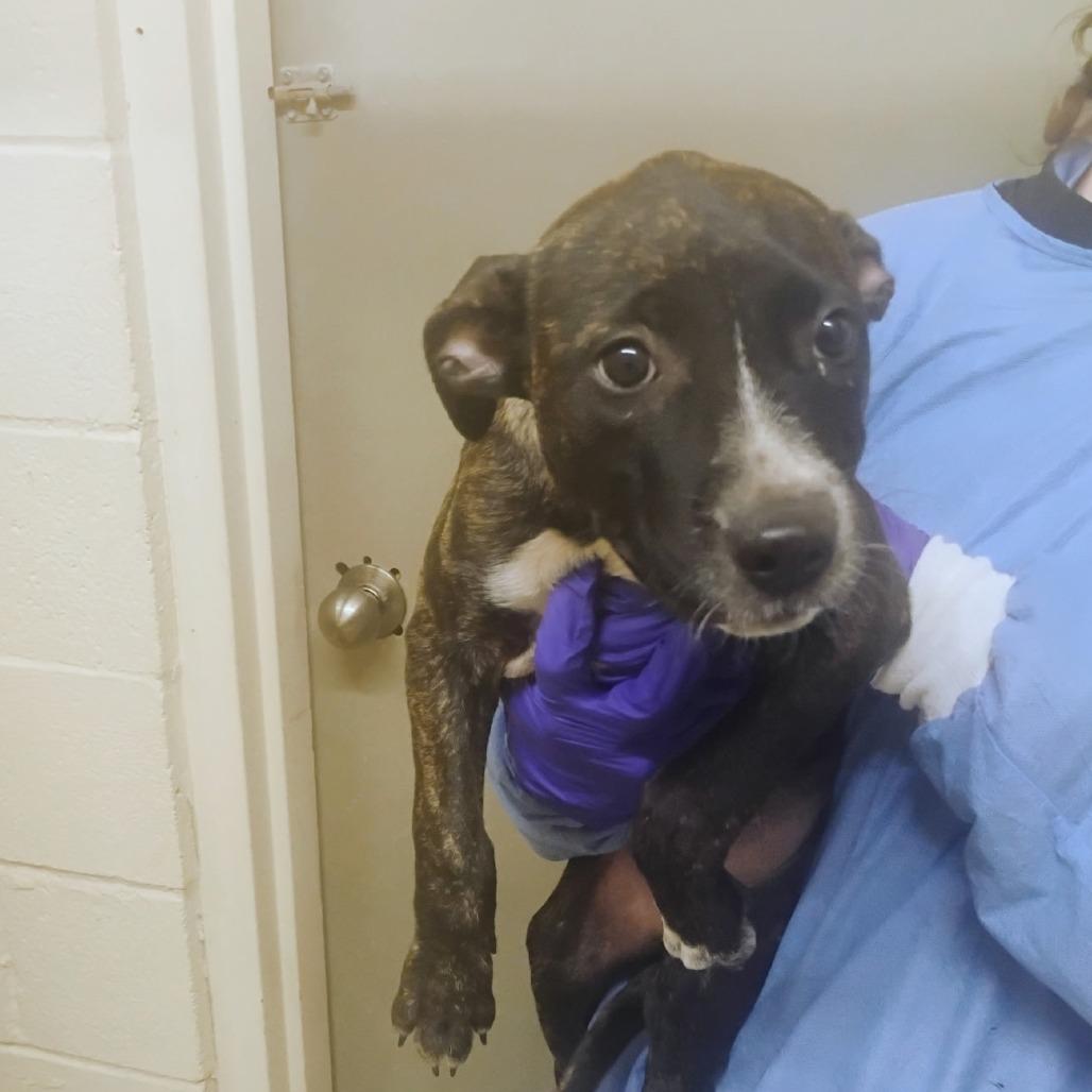 Enlarge Carmen, a Adoptable Mixed Breed in Duncan, OK image 2/5