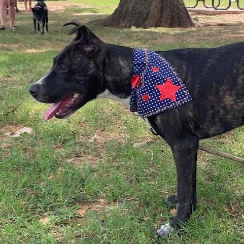 Enlarge Carmen, a Adoptable Mixed Breed in Duncan, OK image 4/5