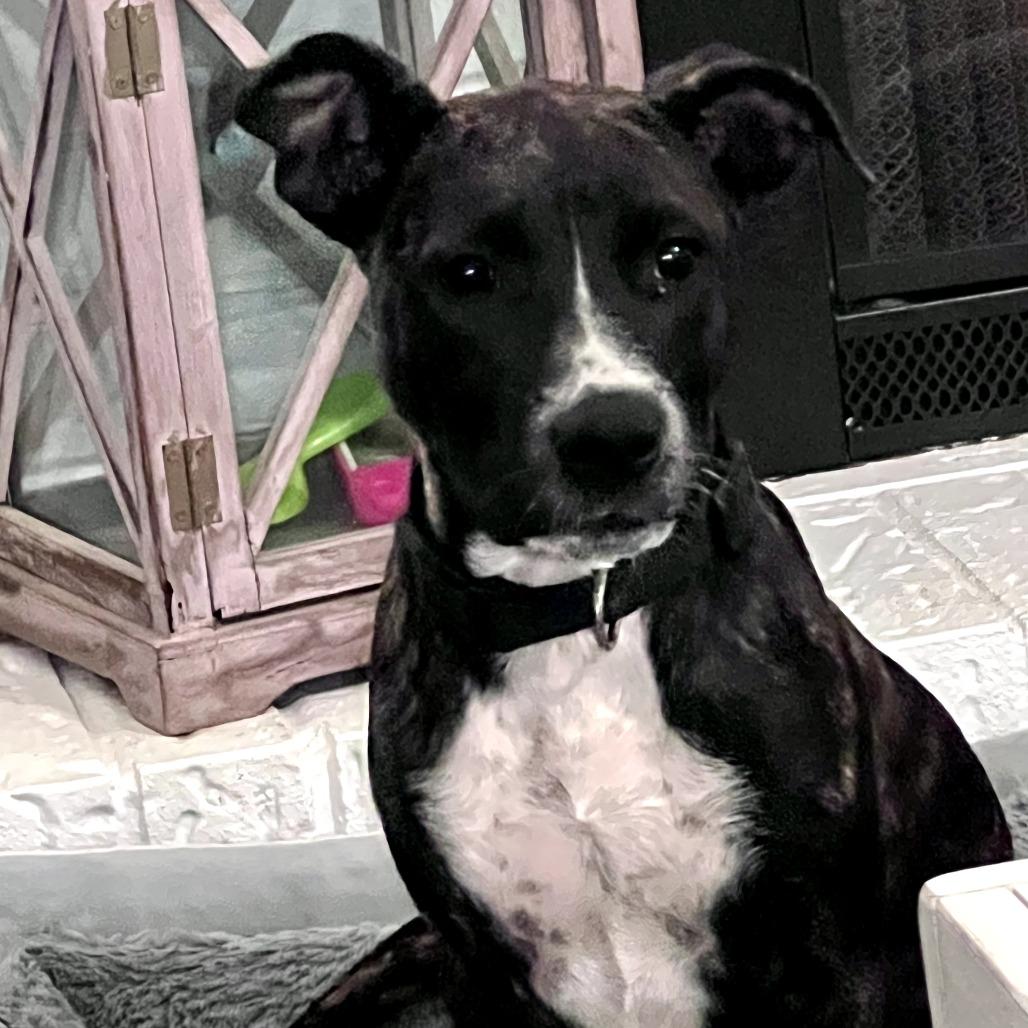 Enlarge Carmen, a Adoptable Mixed Breed in Duncan, OK image 5/5