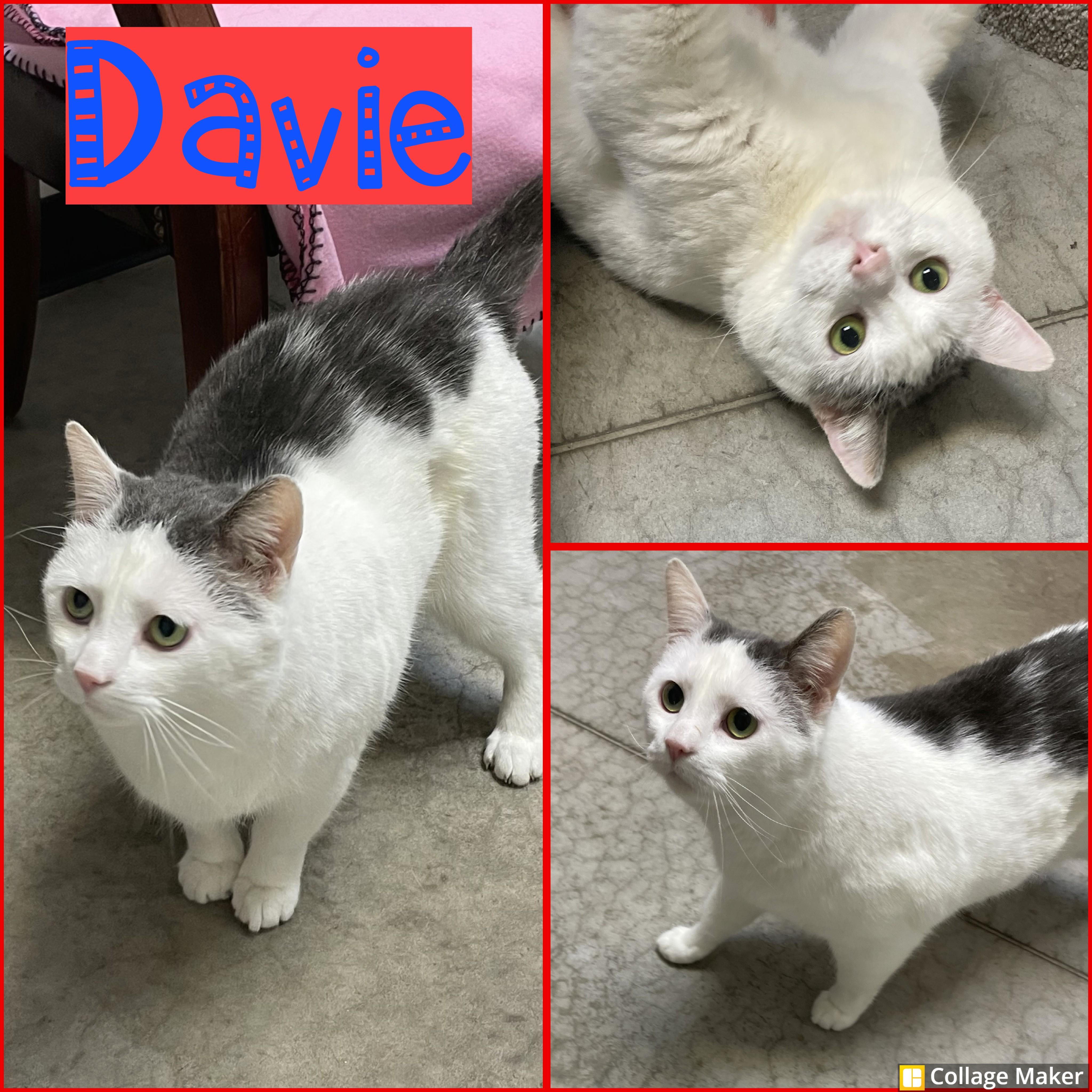 Enlarge Davie, an adopted mixed breed in Clearfield, PA image 1/1