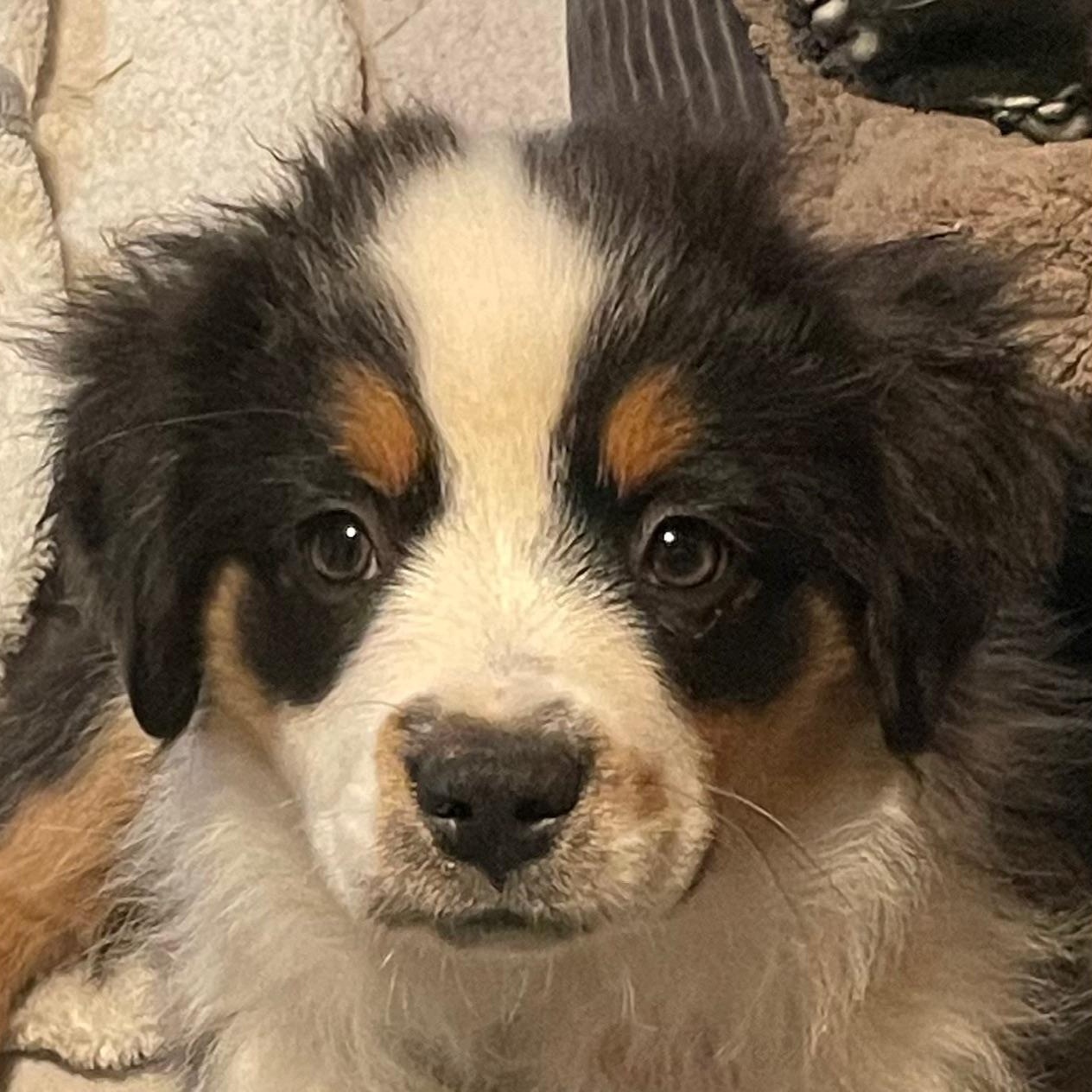 Enlarge Stupendous Stella, an adopted Australian Shepherd in La Center, WA image 2/3
