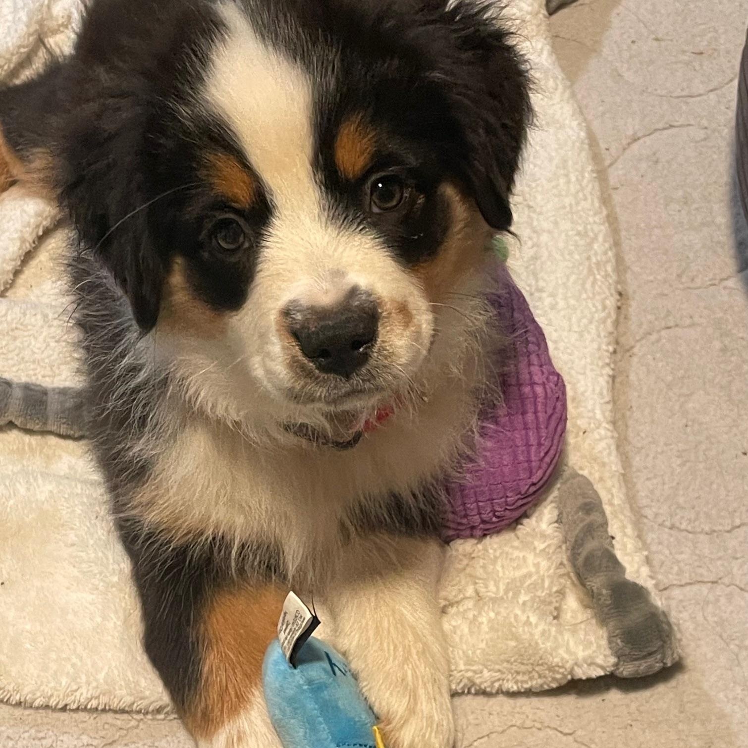 Stupendous Stella, adopted, Puppy Female Australian Shepherd.