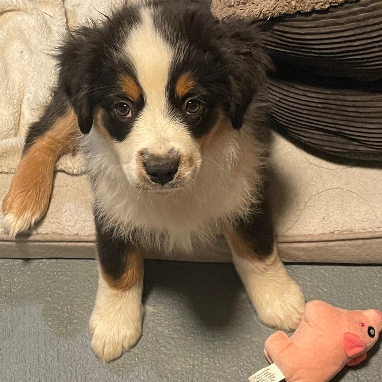 Enlarge Stupendous Stella, an adopted Australian Shepherd in La Center, WA image 3/3