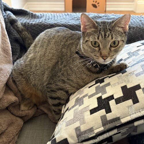 Enlarge Maggie, a Adoptable Tabby in King City, ON image 1/5