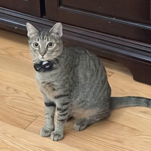 Maggie, Adoptable, Young Female Tabby.