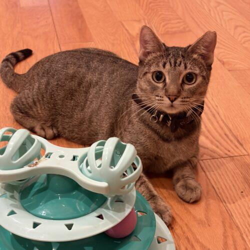 Enlarge Maggie, a Adoptable Tabby in King City, ON image 5/5