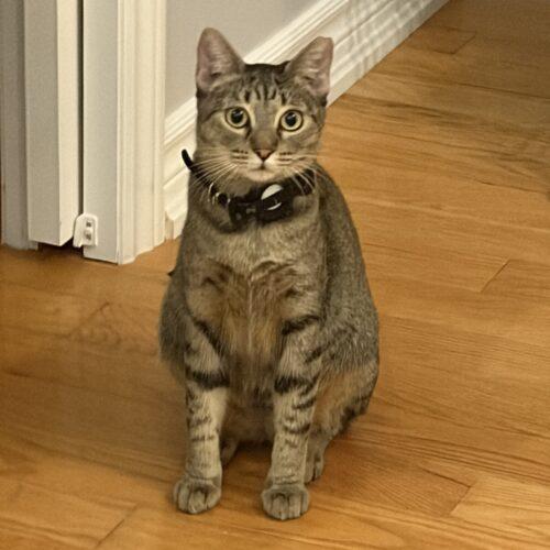 Enlarge Maggie, a Adoptable Tabby in King City, ON image 4/5