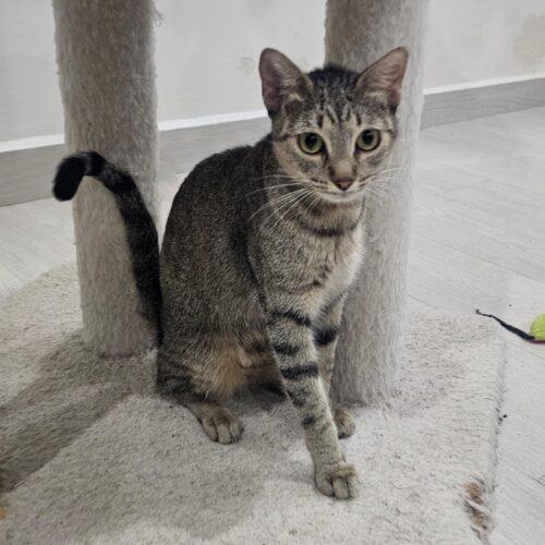 Enlarge Maggie, a Adoptable Tabby in King City, ON image 2/5