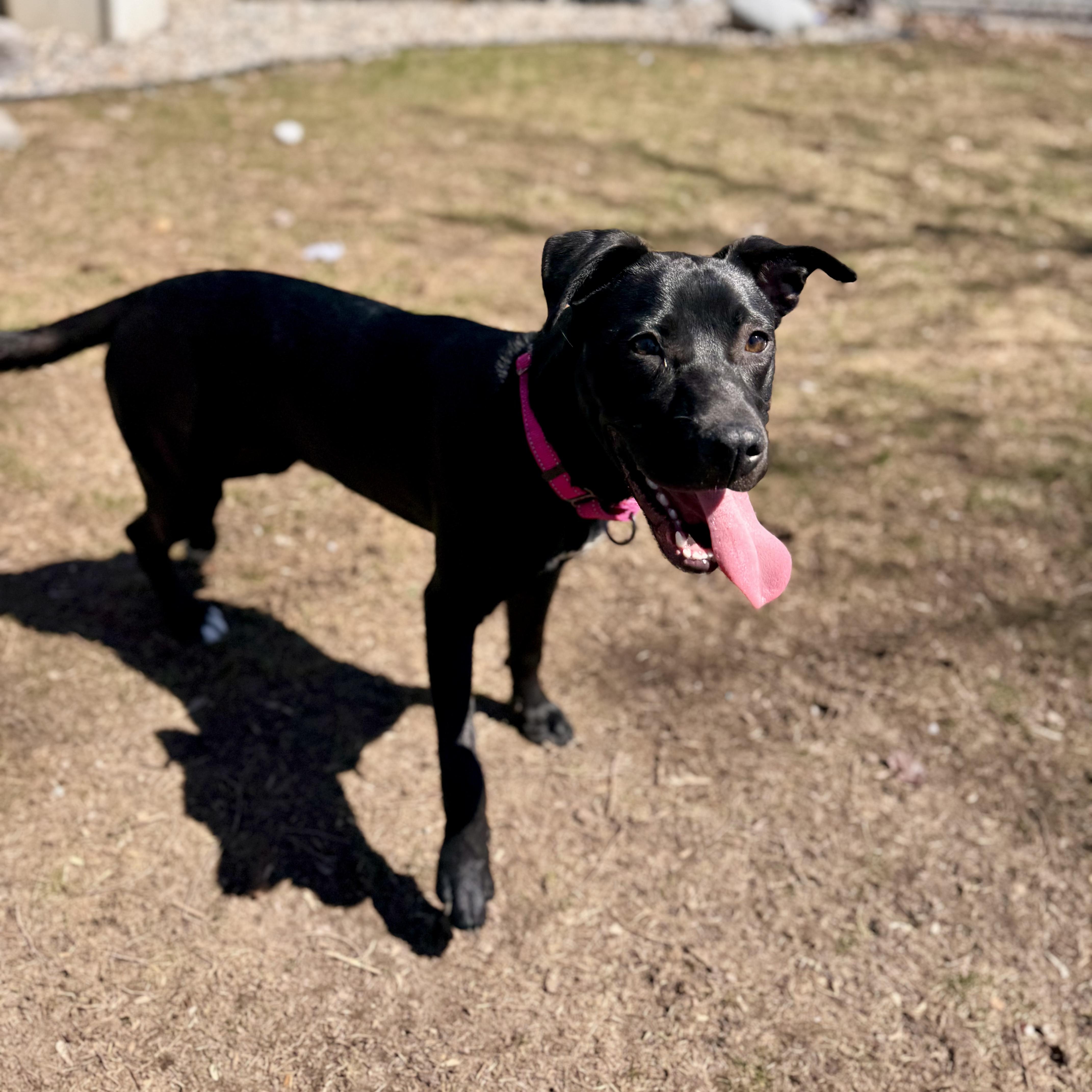 Enlarge Stella Rose, an adoptable mixed breed in Midland, MI image 4/6