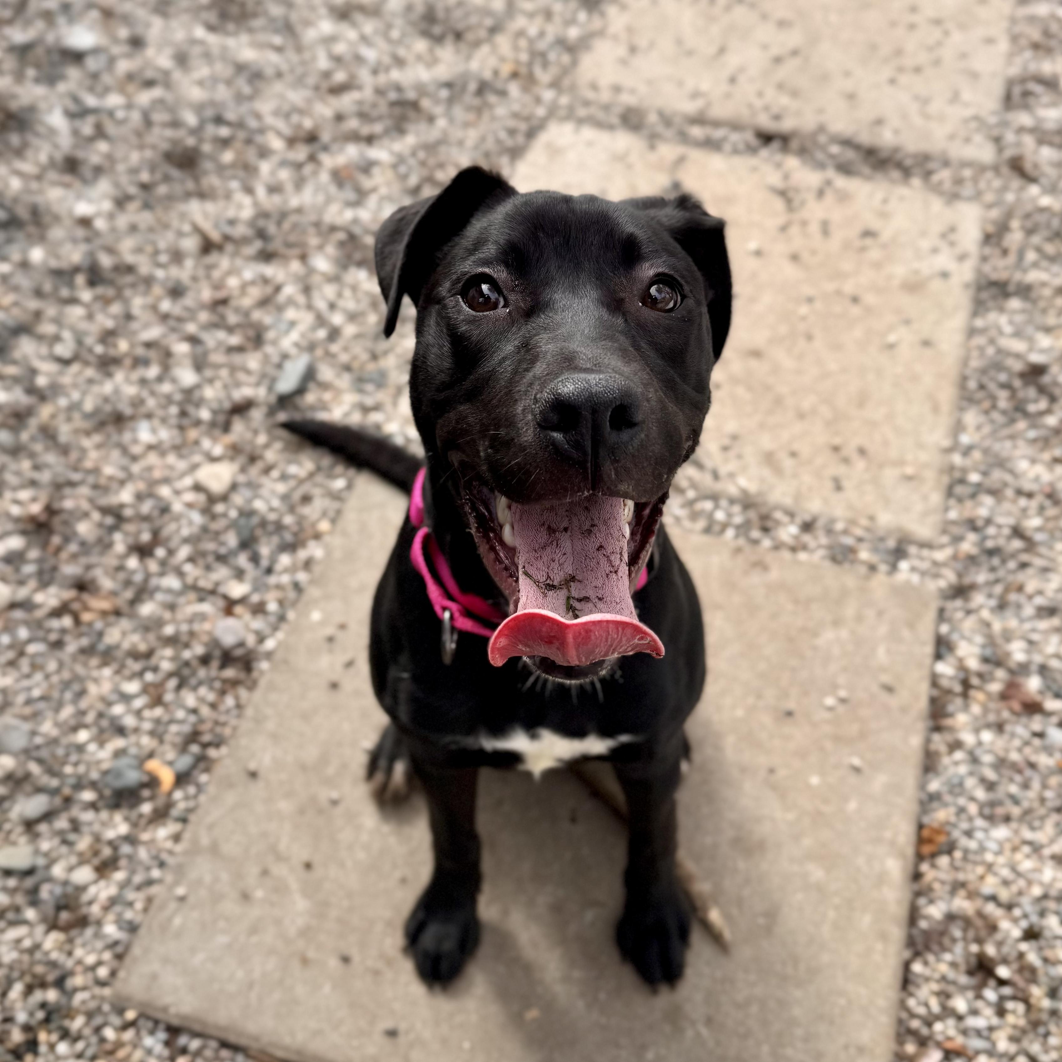 Enlarge Stella Rose, an adoptable mixed breed in Midland, MI image 2/6