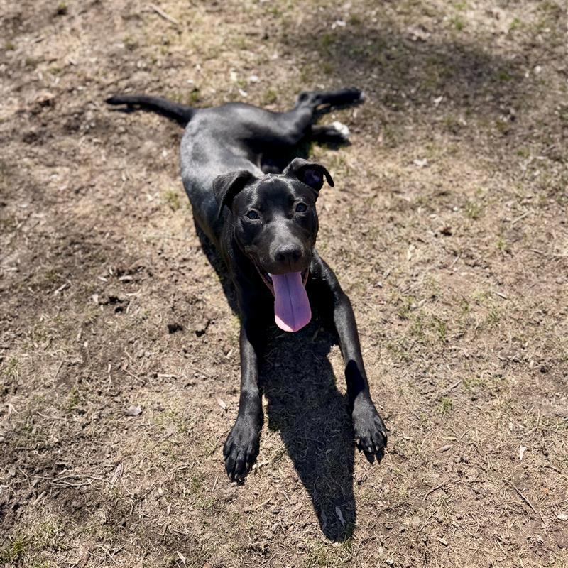 Enlarge Stella Rose, an adoptable mixed breed in Midland, MI image 6/6