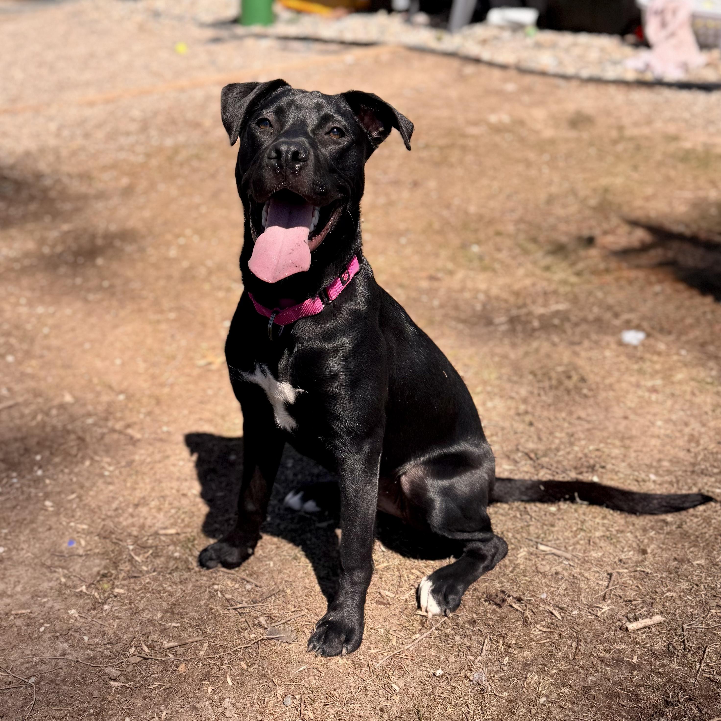 Enlarge Stella Rose, an adoptable mixed breed in Midland, MI image 1/6