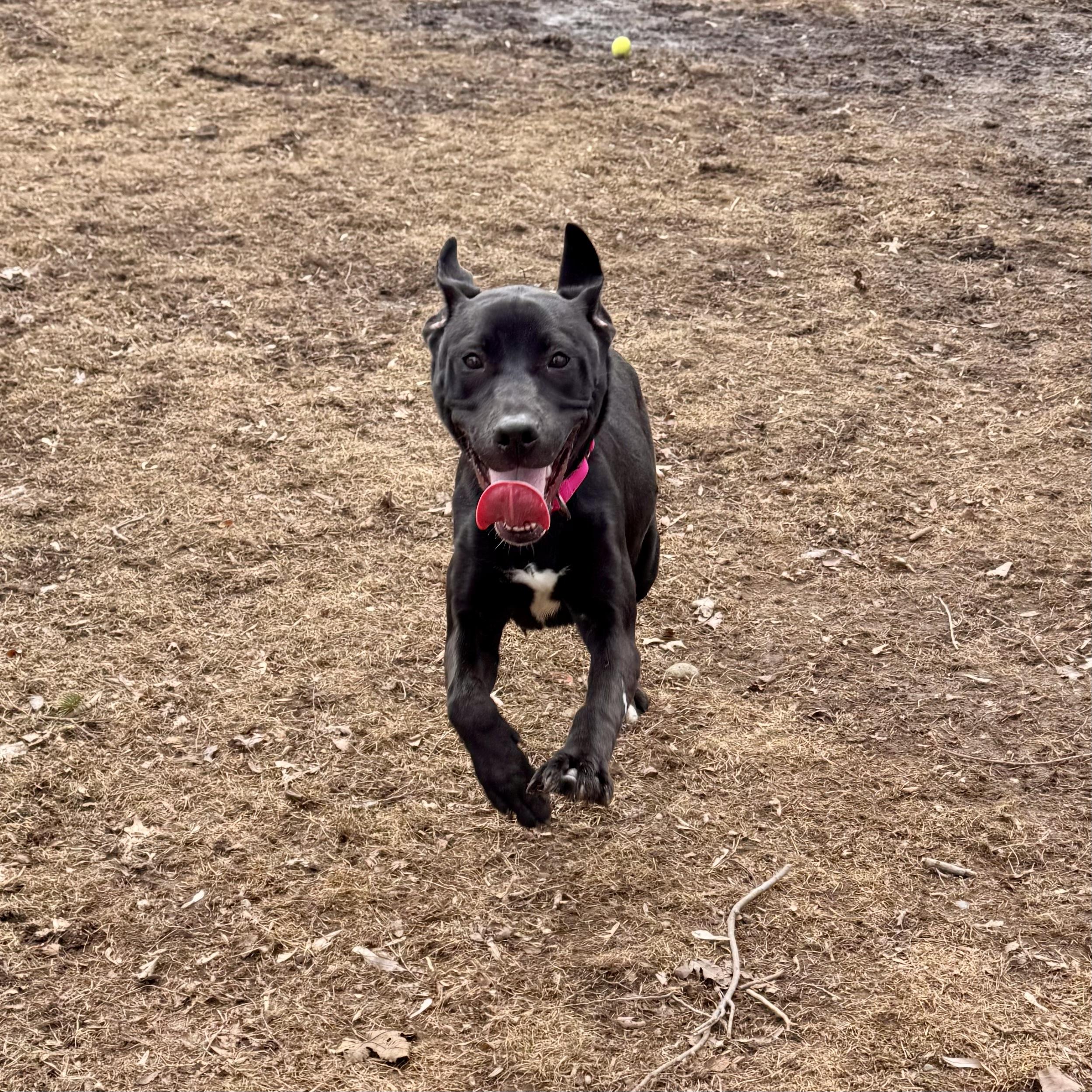 Enlarge Stella Rose, an adoptable mixed breed in Midland, MI image 3/6