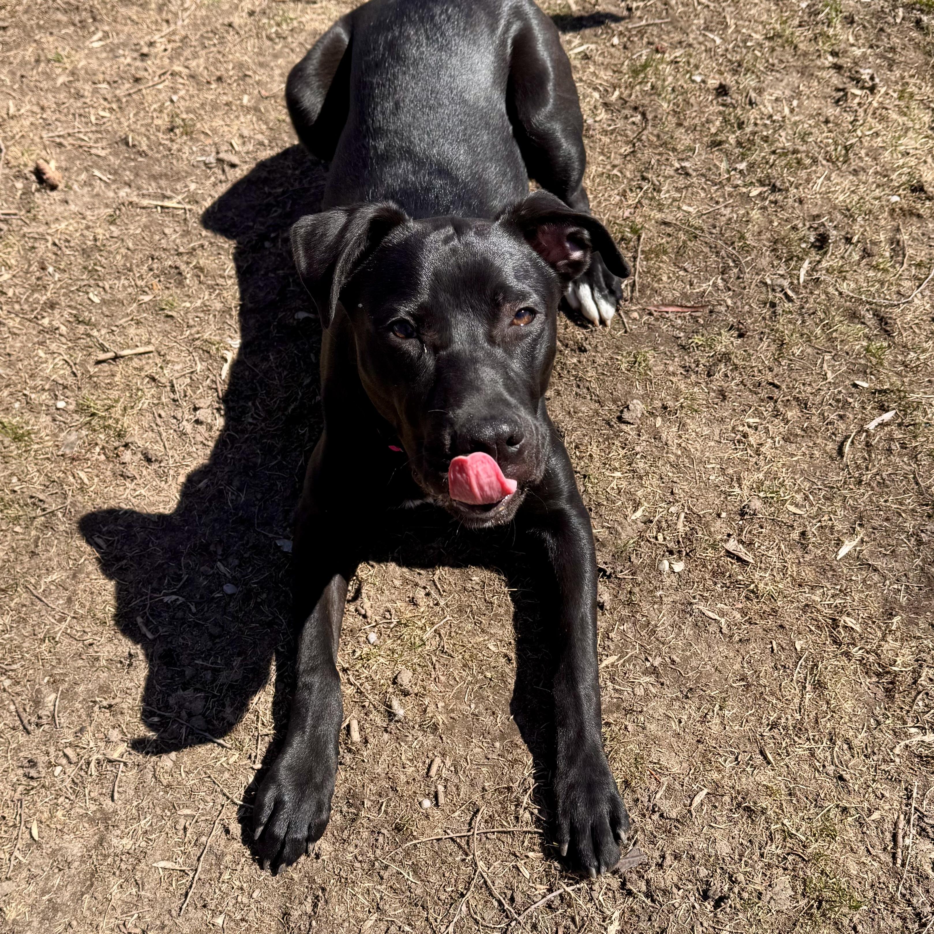 Enlarge Stella Rose, an adoptable mixed breed in Midland, MI image 5/6