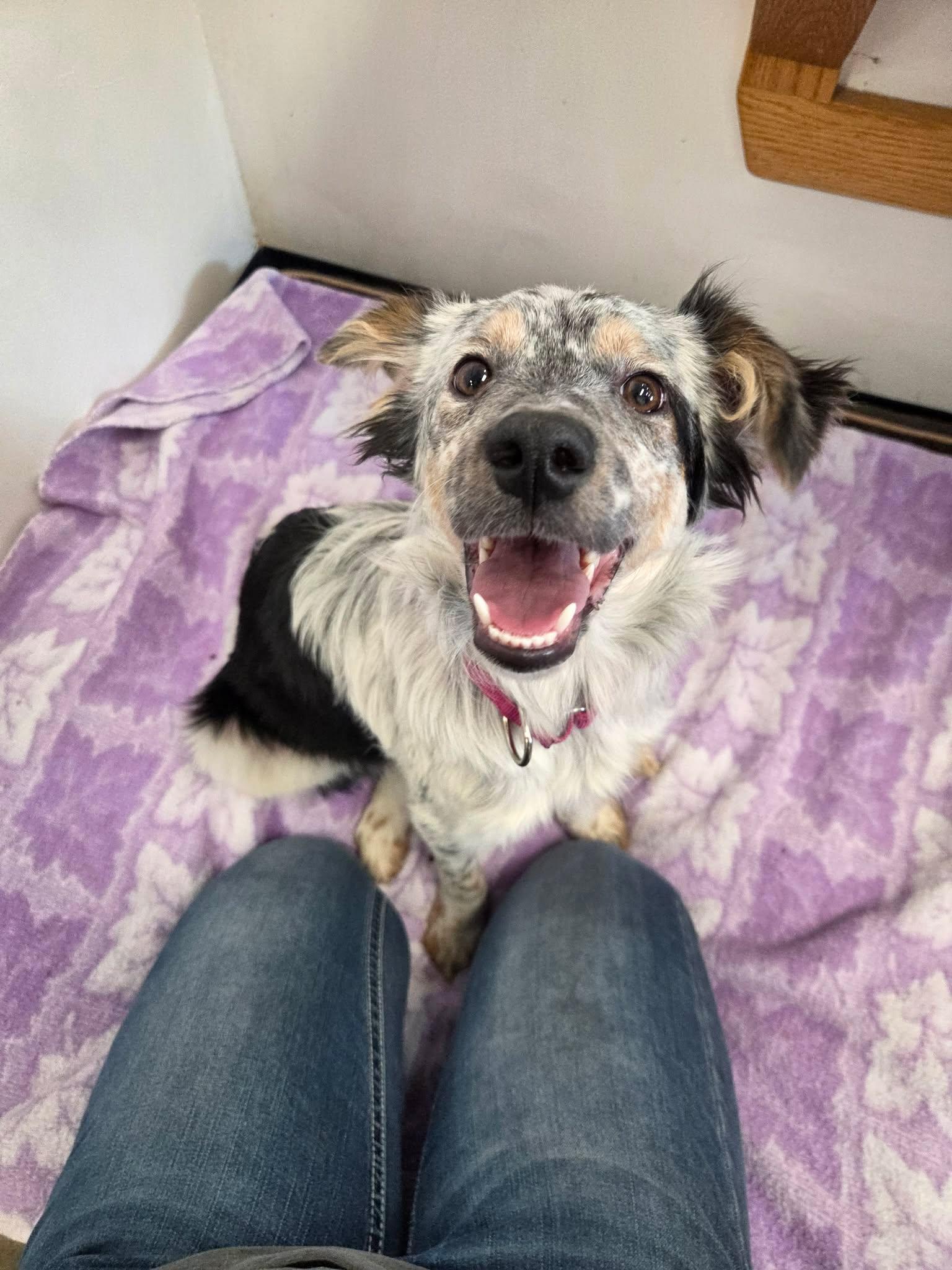 Shenzi, ADOPTABLE, Young Female Australian Cattle Dog / Blue Heeler & Border Collie.