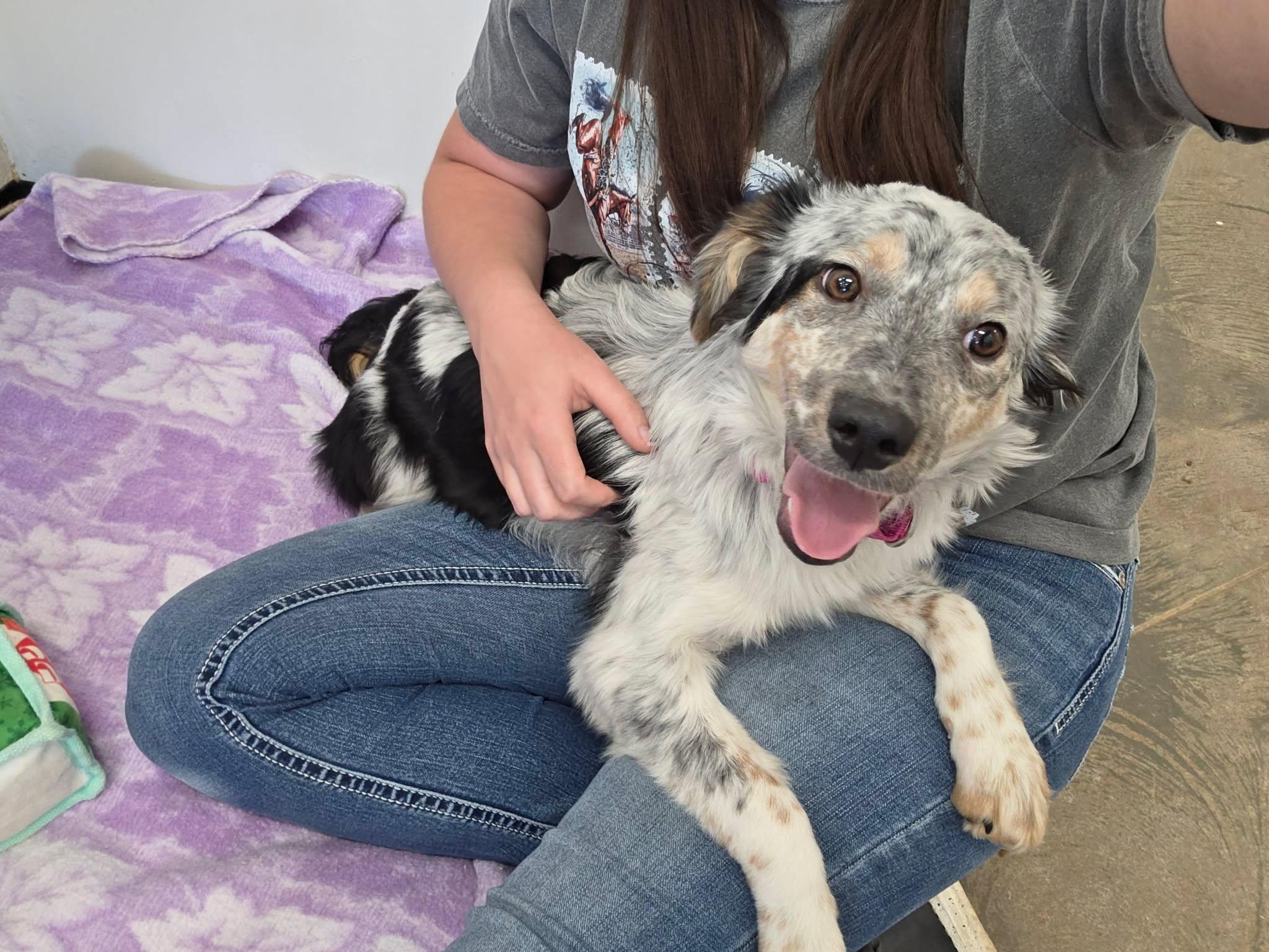 Shenzi, a ADOPTABLE mixed breed in Roosevelt, UT image 2/3