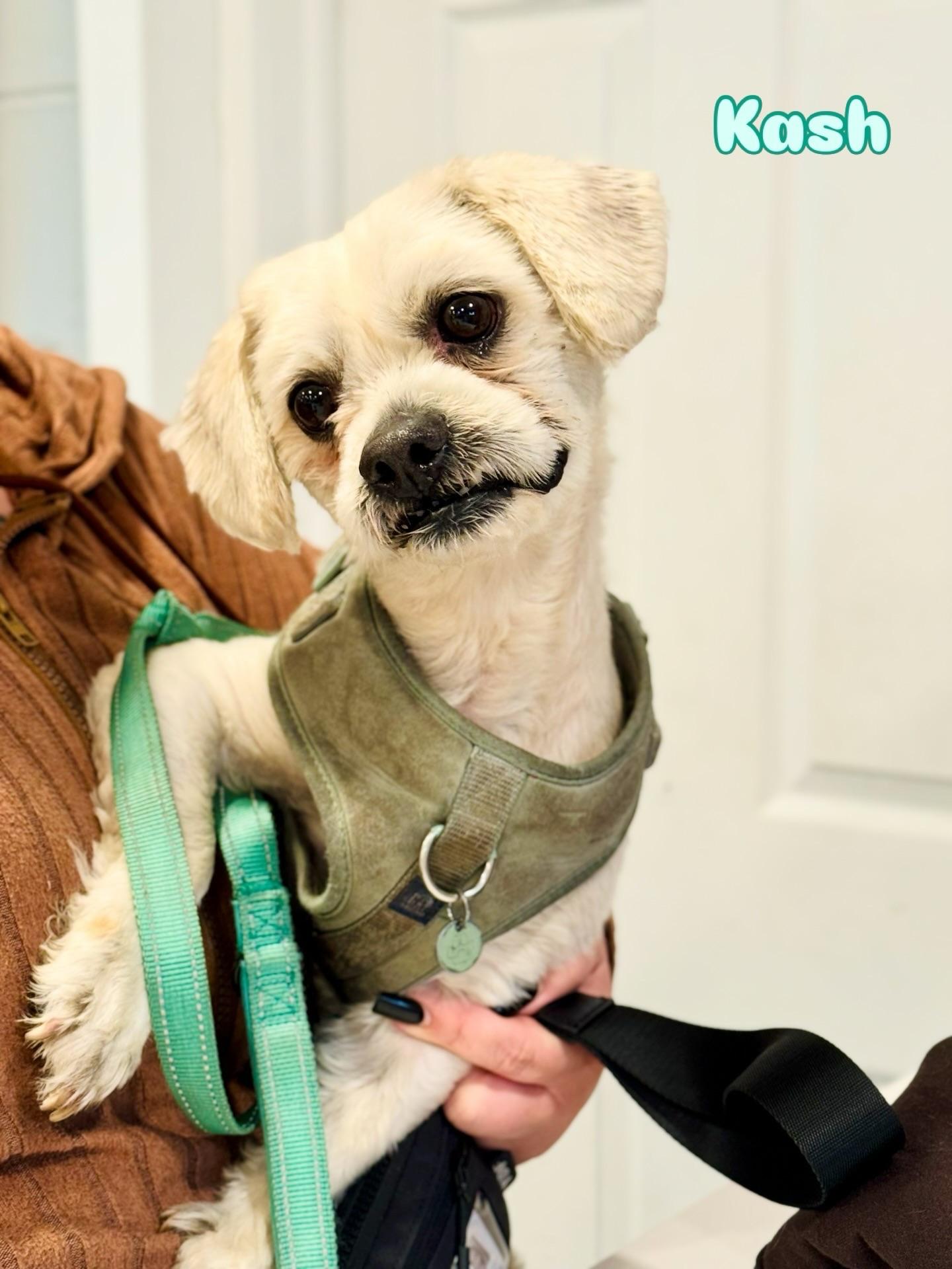 Enlarge Kash, an adopted mixed breed in Rock Hill, NY image 5/5