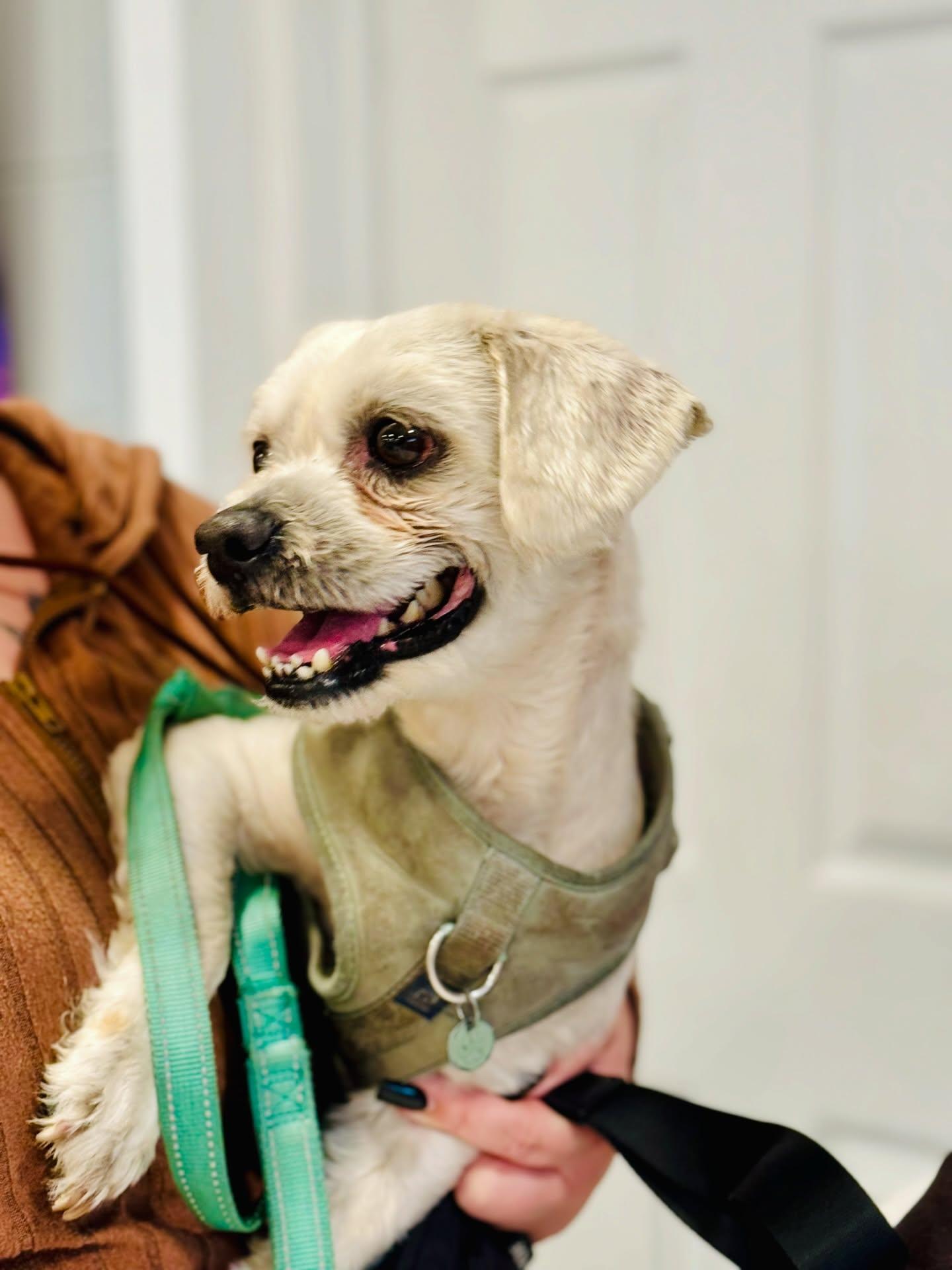 Enlarge Kash, an adopted mixed breed in Rock Hill, NY image 4/5