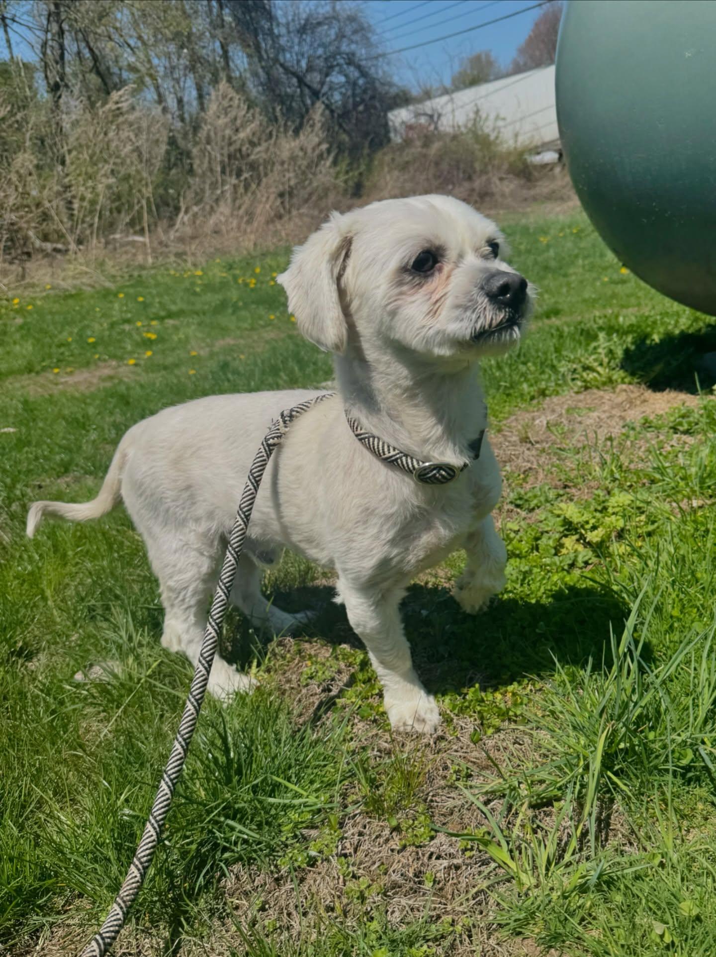 Enlarge Kash, an adopted mixed breed in Rock Hill, NY image 2/5