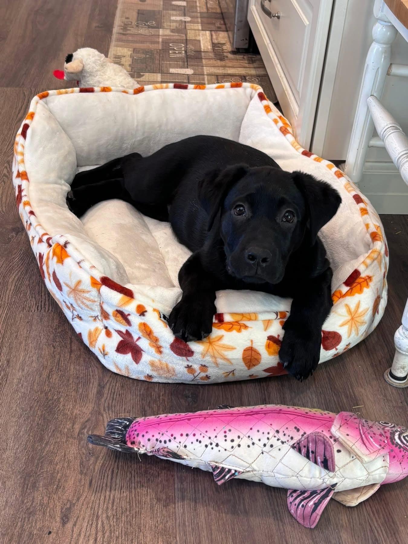 Enlarge Buddy, a ADOPTABLE Labrador Retriever in Warrington, PA image 3/4