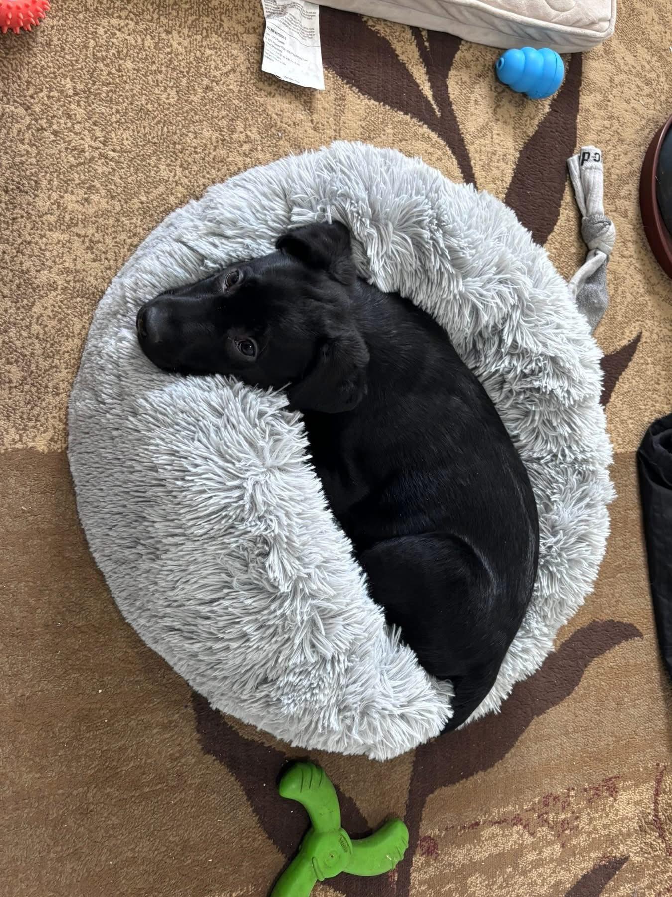 Enlarge Buddy, a ADOPTABLE Labrador Retriever in Warrington, PA image 2/4