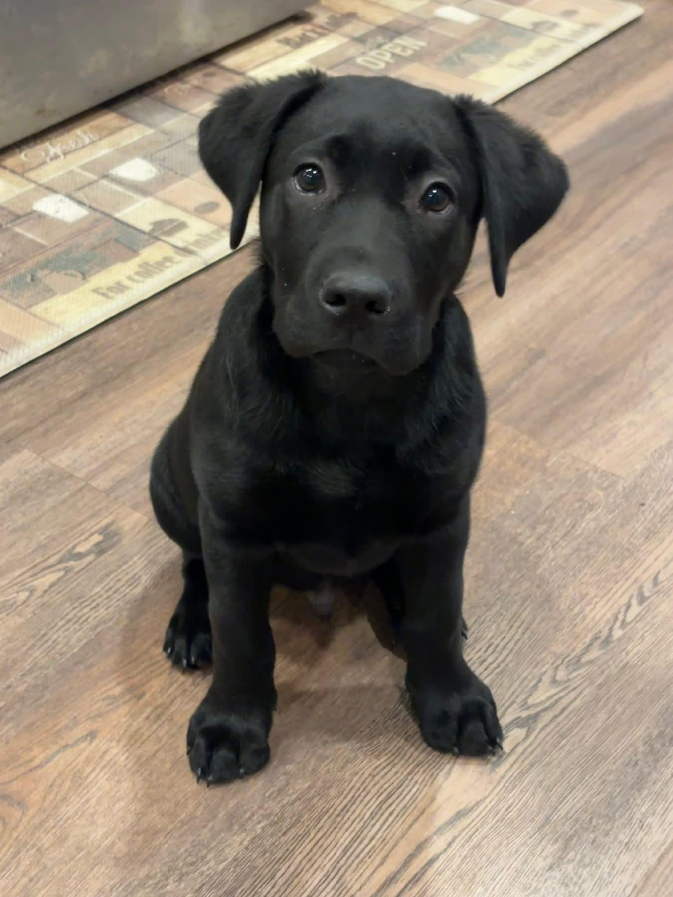 Enlarge Buddy, a ADOPTABLE Labrador Retriever in Warrington, PA image 4/4
