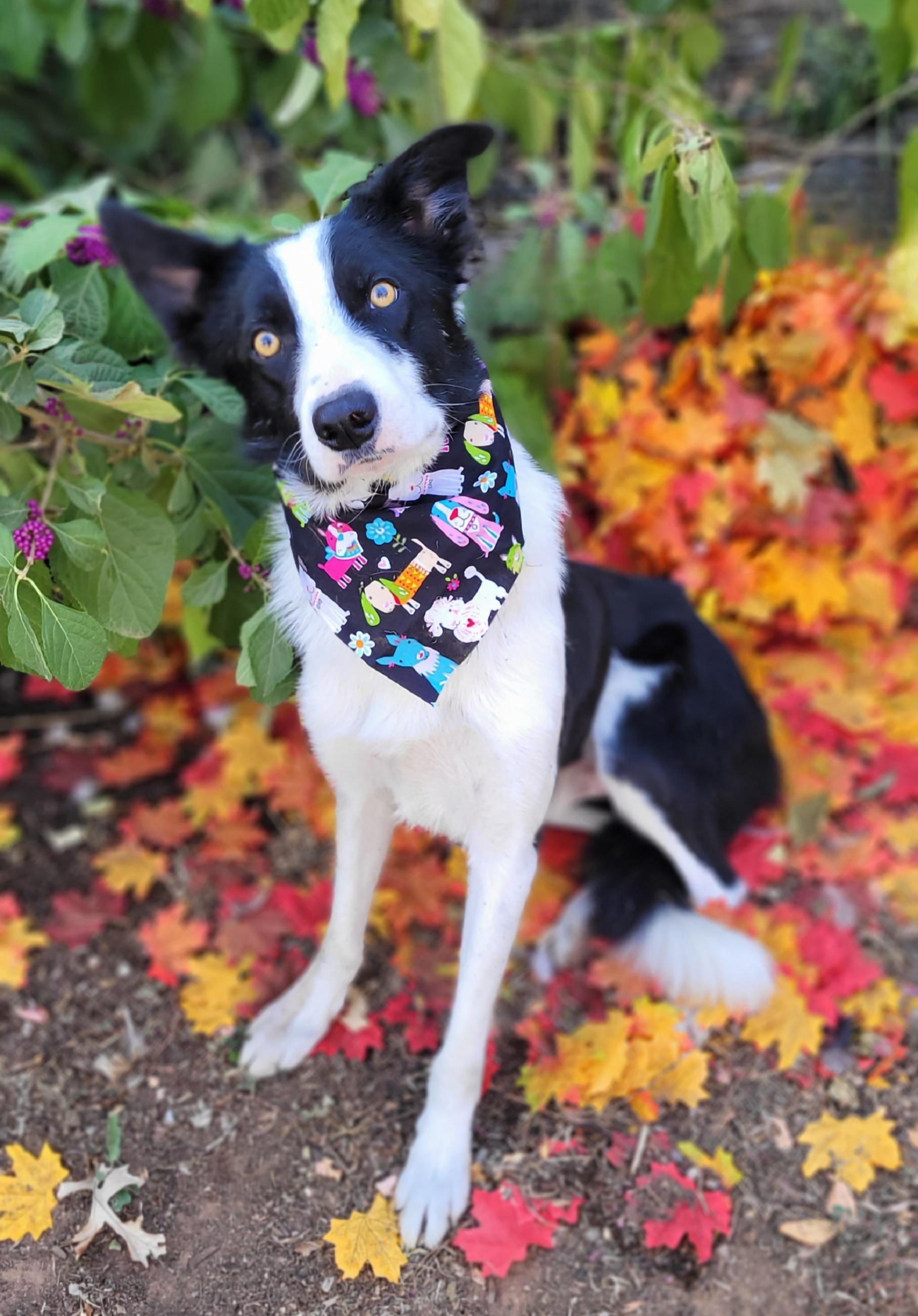 Oscar, Adoptable, Adult Male Border Collie.