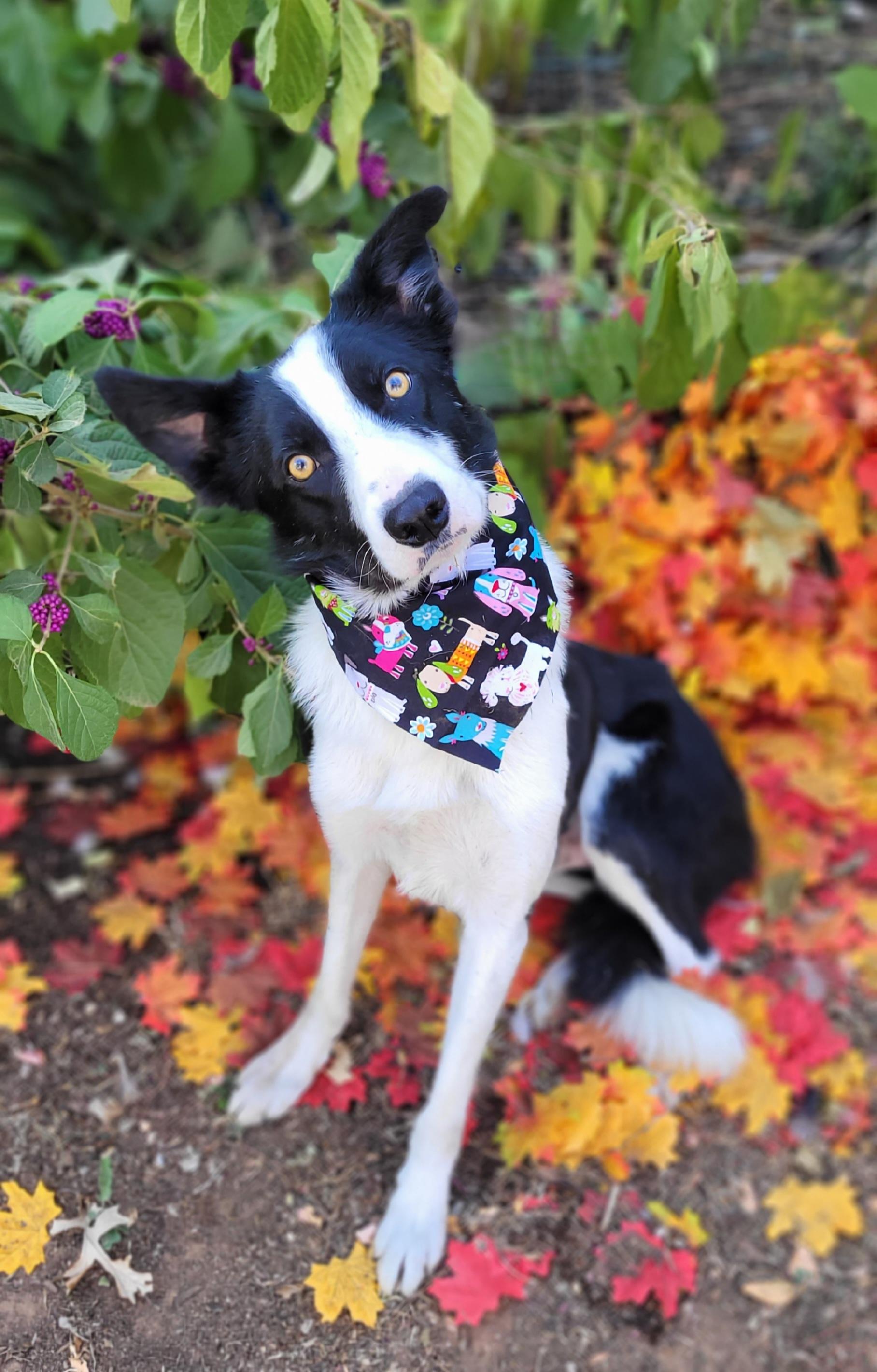 Enlarge Oscar, a Adoptable Border Collie in Vernon, TX image 3/4