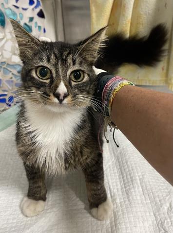 Enlarge BEAU VANS, a Adoptable Domestic Medium Hair in Pensacola, FL image 1/1