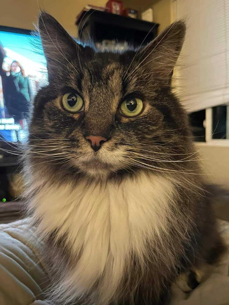 Luna photo