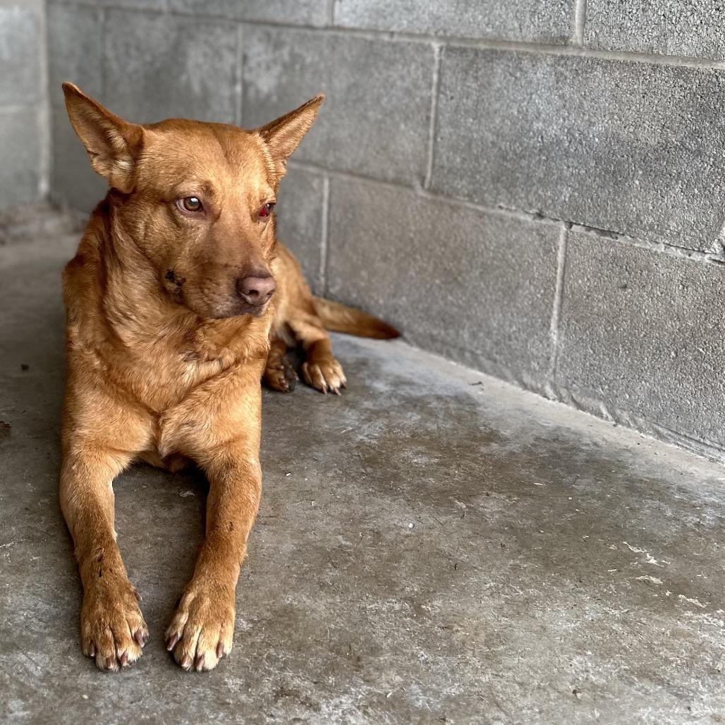 Stockard, Adoptable, Adult Male Mixed Breed.