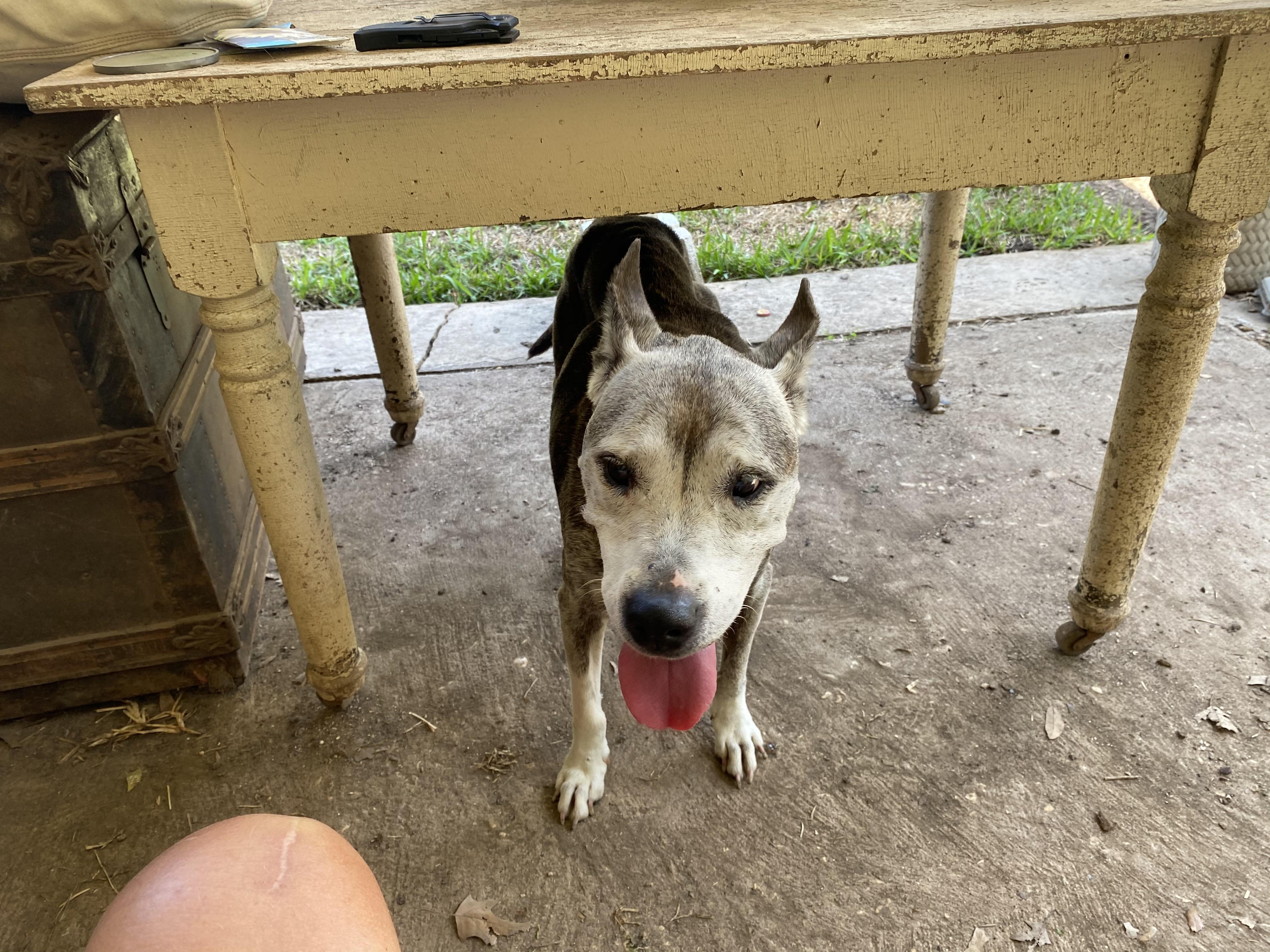 Enlarge Senior Female - FOUND AS STRAY - NEEDS A HOME, a Adopted mixed breed in Kerrville, TX image 1/2