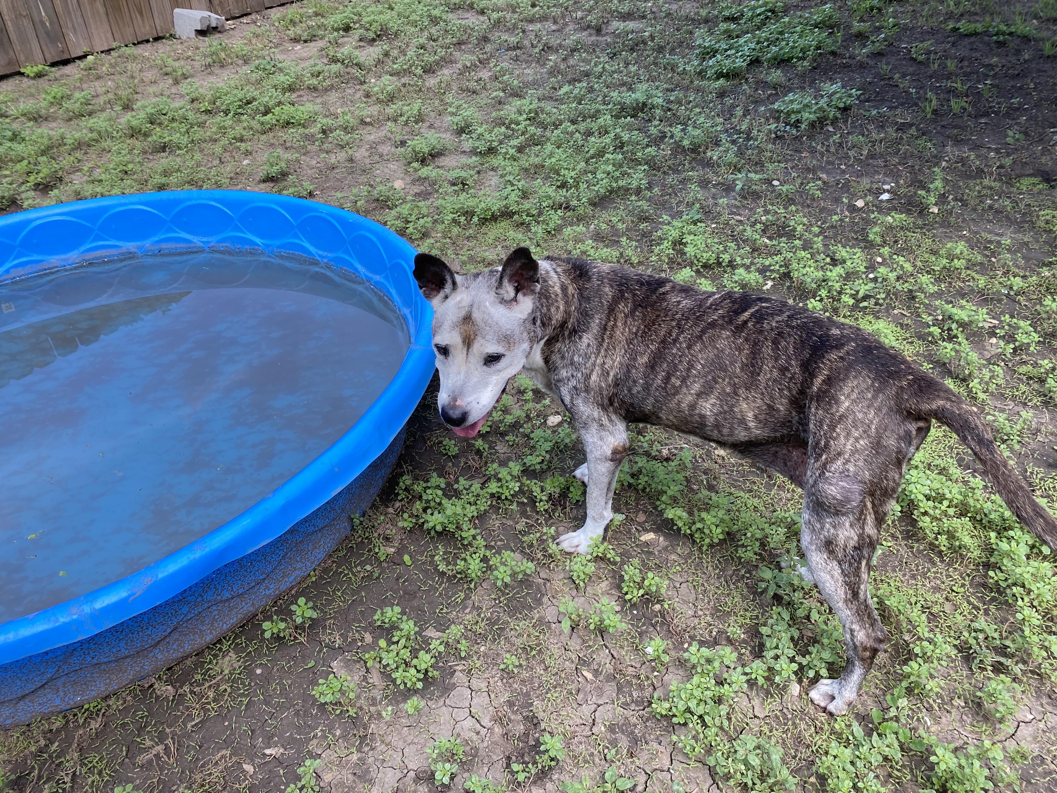 Enlarge Senior Female - FOUND AS STRAY - NEEDS A HOME, a Adopted mixed breed in Kerrville, TX image 2/2