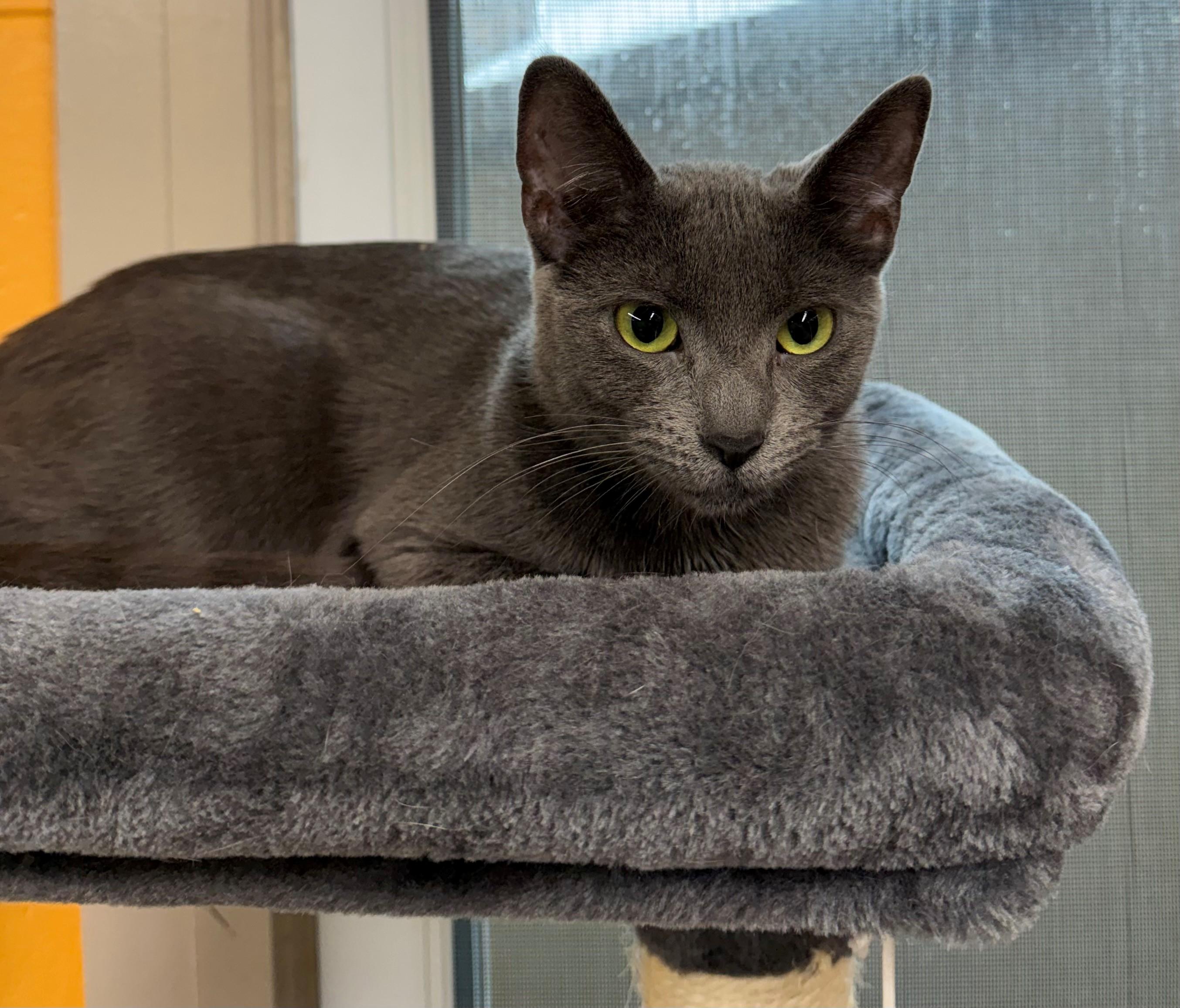 Yummy Mummy, adopted, Kitten Female Domestic Short Hair.