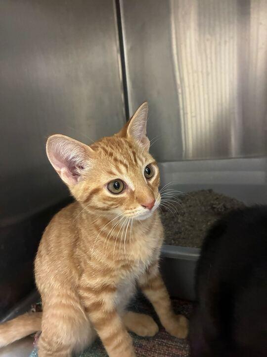 Storm, Adoptable, Kitten Male Domestic Short Hair.