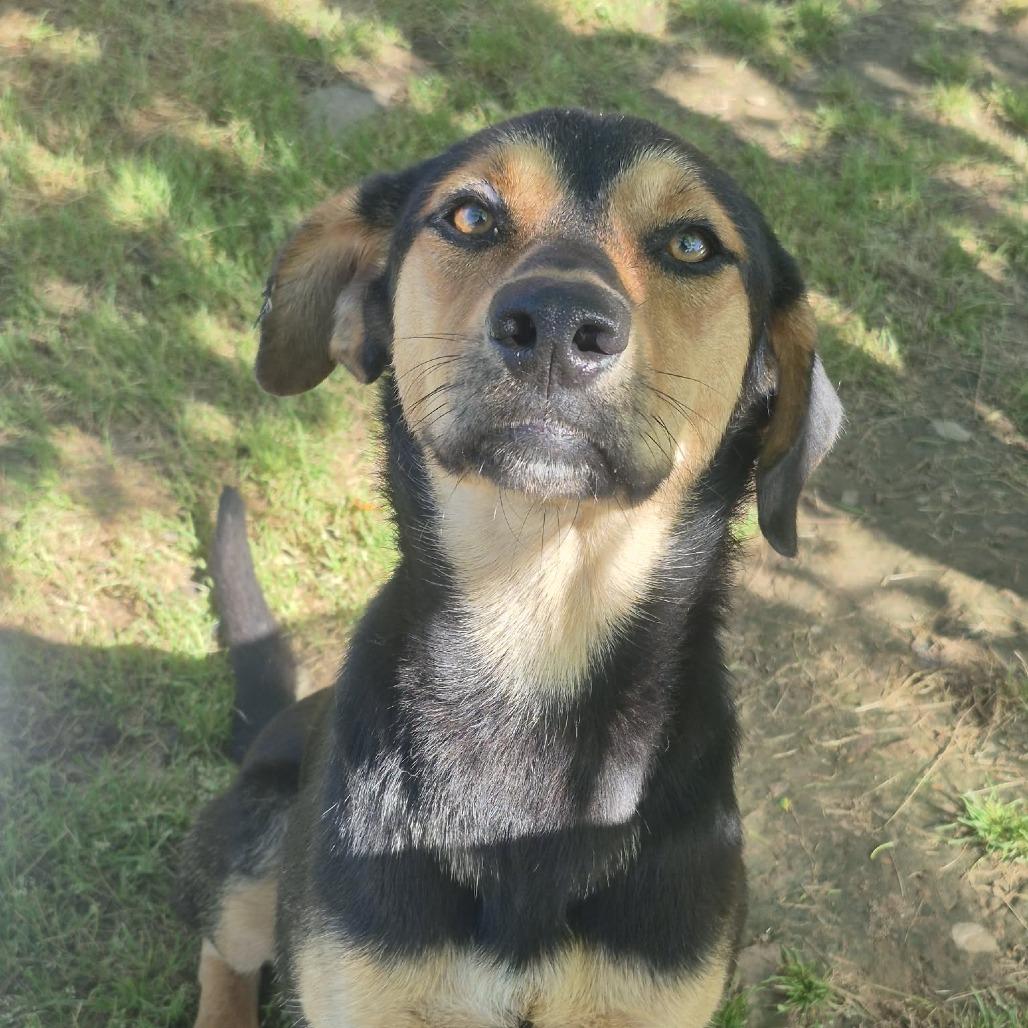 Suzi, Adoptable, Young Female Hound & Mixed Breed.