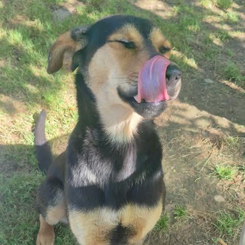 Enlarge Suzi, a Adoptable mixed breed in Dover, AR image 2/3